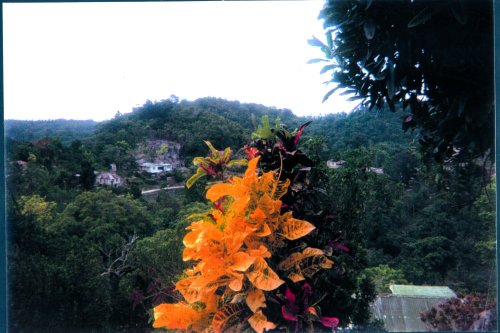 Flowers in the Hills